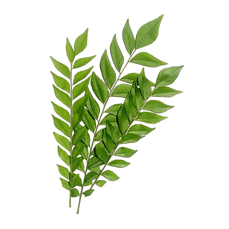 Dehydrated Curry Leaves