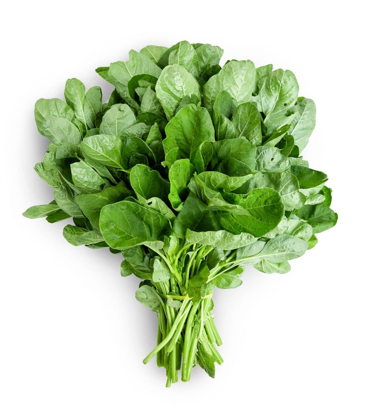 Moringa Powder